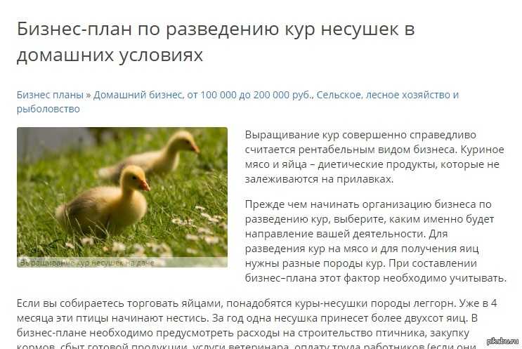 Разведение мясных голубей как бизнес
