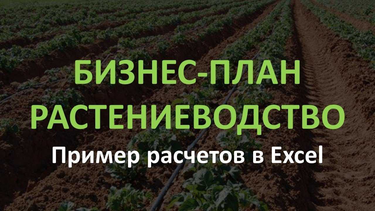 Бизнес-план по выращиванию зерновых культур - «жажда» - бизнес-журнал