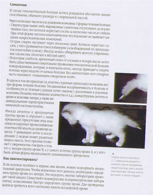 Как открыть приют для кошек: 6 основных этапов