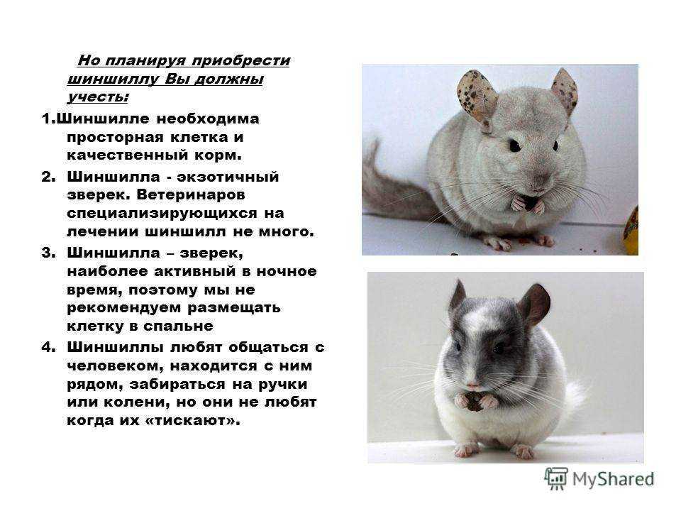 Травы и растения в питании шиншилл: какие можно и нельзя давать