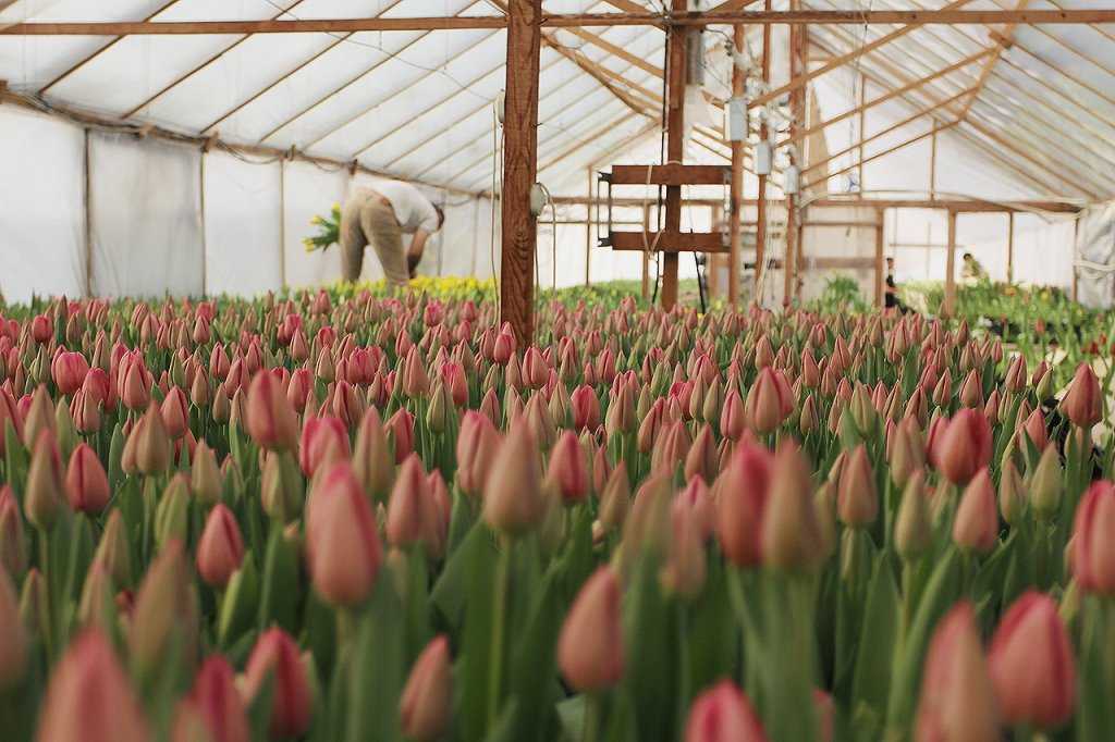 Производители теплицы тюльпаны