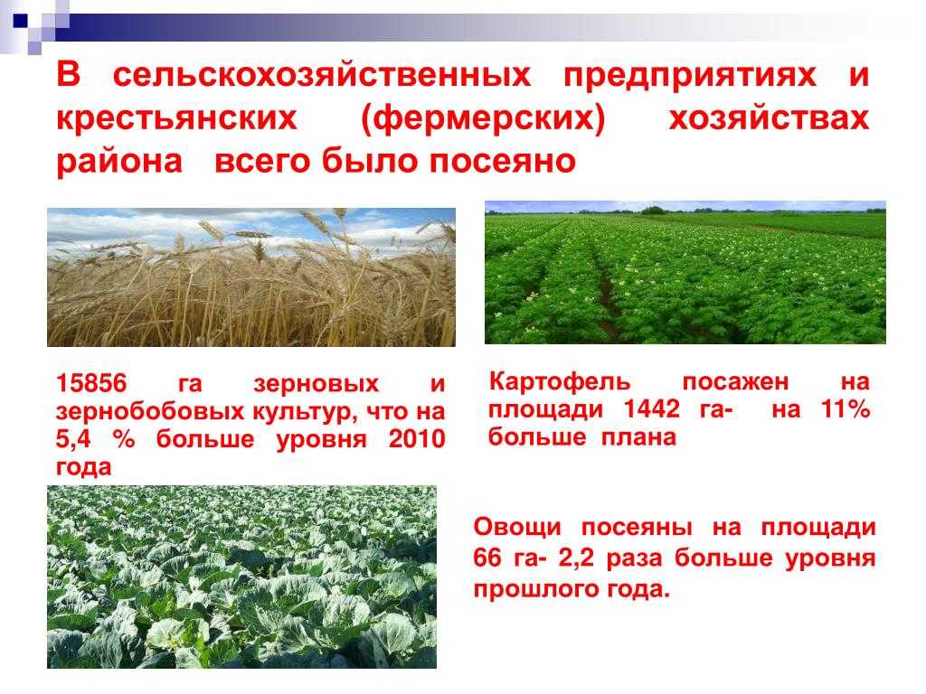 Площадь земель фермерского хозяйства 64 га. Сельско-хозяйственные организации крестьянские хозяйства. Презентация КФХ. Презентация фермерского хозяйства. Фермерское хозяйство характеристика.