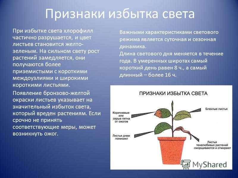 Признаки описывающие рост растения. Растения при избытке света. Недостаток света у растений. Растение при недостатке света. Влияние света на растения.