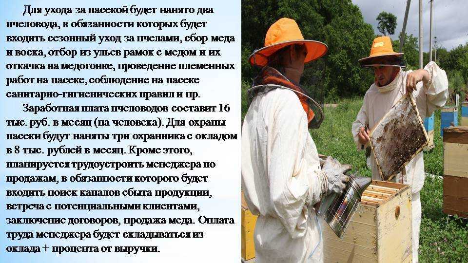 Бизнес план по пчеловодству, пасека на 50 ульев