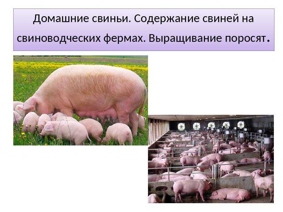 Свиноводство как бизнес в домашних условиях
