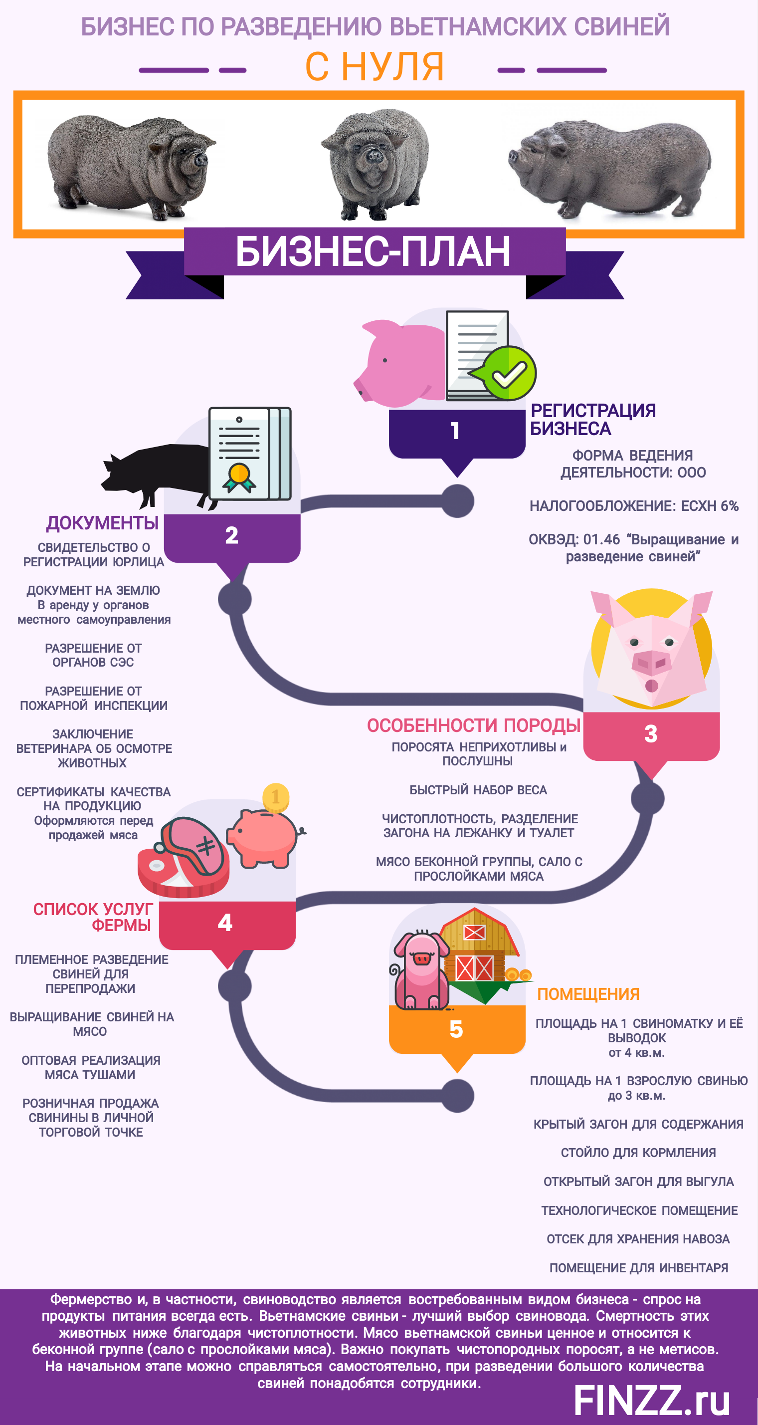 Содержание вьетнамских поросят