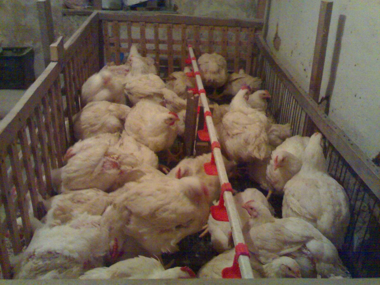 Выращивание цыплят в домашних условиях для начинающих