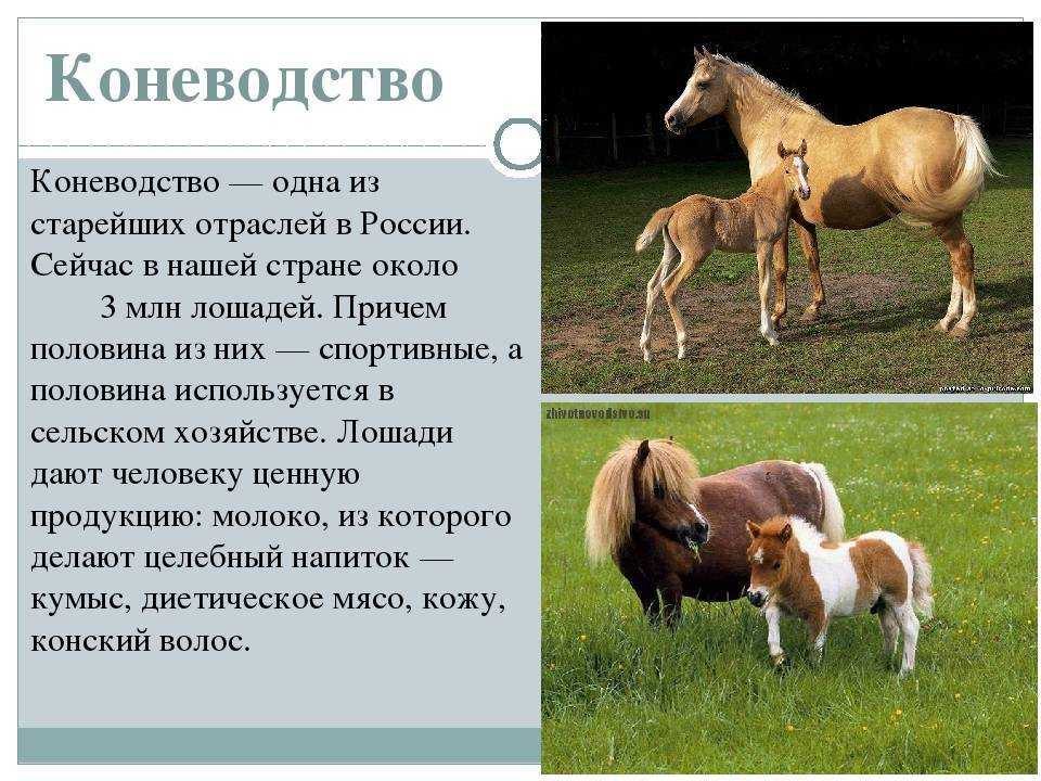 Бизнес план конного клуба (2021) — с чего начать и сколько можно заработать - 785 идей для открытия бизнеса
