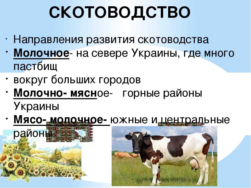 Направления скотоводства. Молочное направление в скотоводстве в. Таблица молочное скотоводство мясное скотоводство. Районы молочно мясного скотоводства.