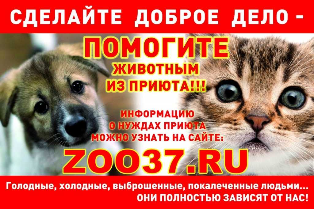 Как открыть питомник собак: необходимые условия и документы, особенности, советы юристов