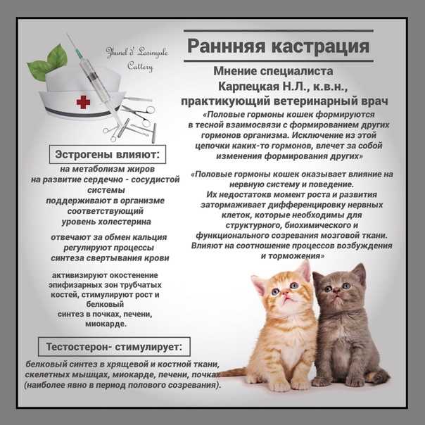 Как открыть питомник кошек?