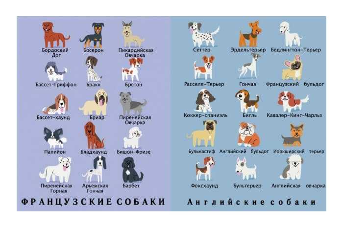 Разведение породистых собак как бизнес