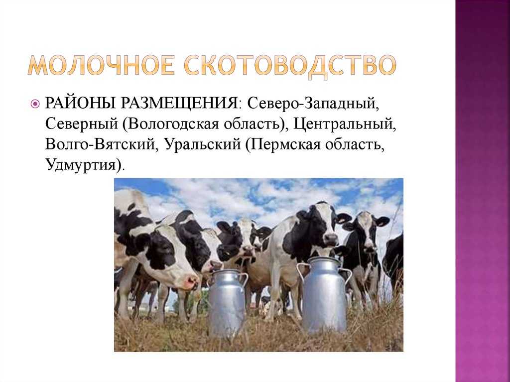 Для центральной россии характерно скотоводство. Отрасли скотоводства. Условия для животноводства. Направления скотоводства. Сообщение о скотоводстве.