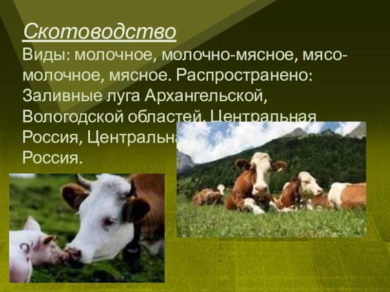 Для центральной россии характерно скотоводство