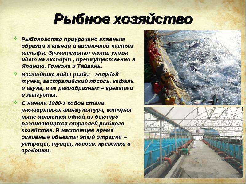 Как открыть рыбный магазин с нуля