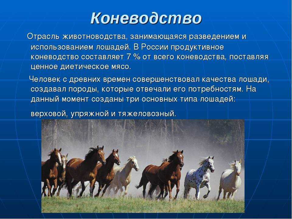 Бизнес план конного клуба (2021) — с чего начать и сколько можно заработать - 785 идей для открытия бизнеса