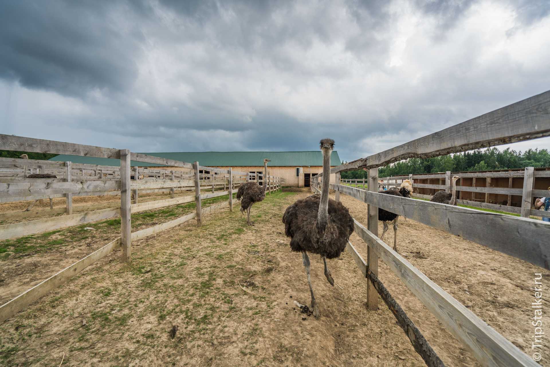 Разведение страусов, как организовать экзотический бизнес?