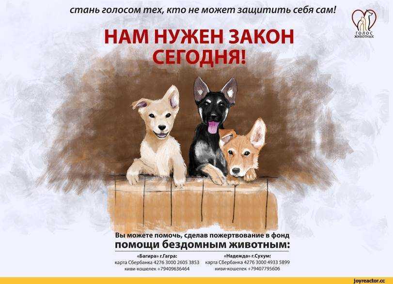 Призыв помогать животным в приюте. Реклама про бездомных животных. Плакат о бездомных животных. Социальная реклама про бездомных животных. Помощь бездомным животным реклама.
