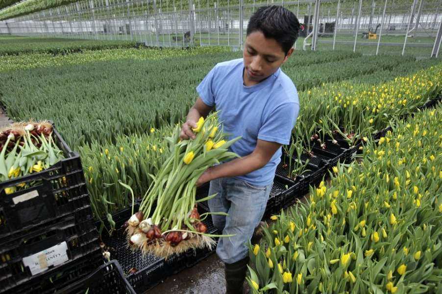 Выращивание тюльпанов в домашних условиях на продажу. Тюльпаны на гидропонике.