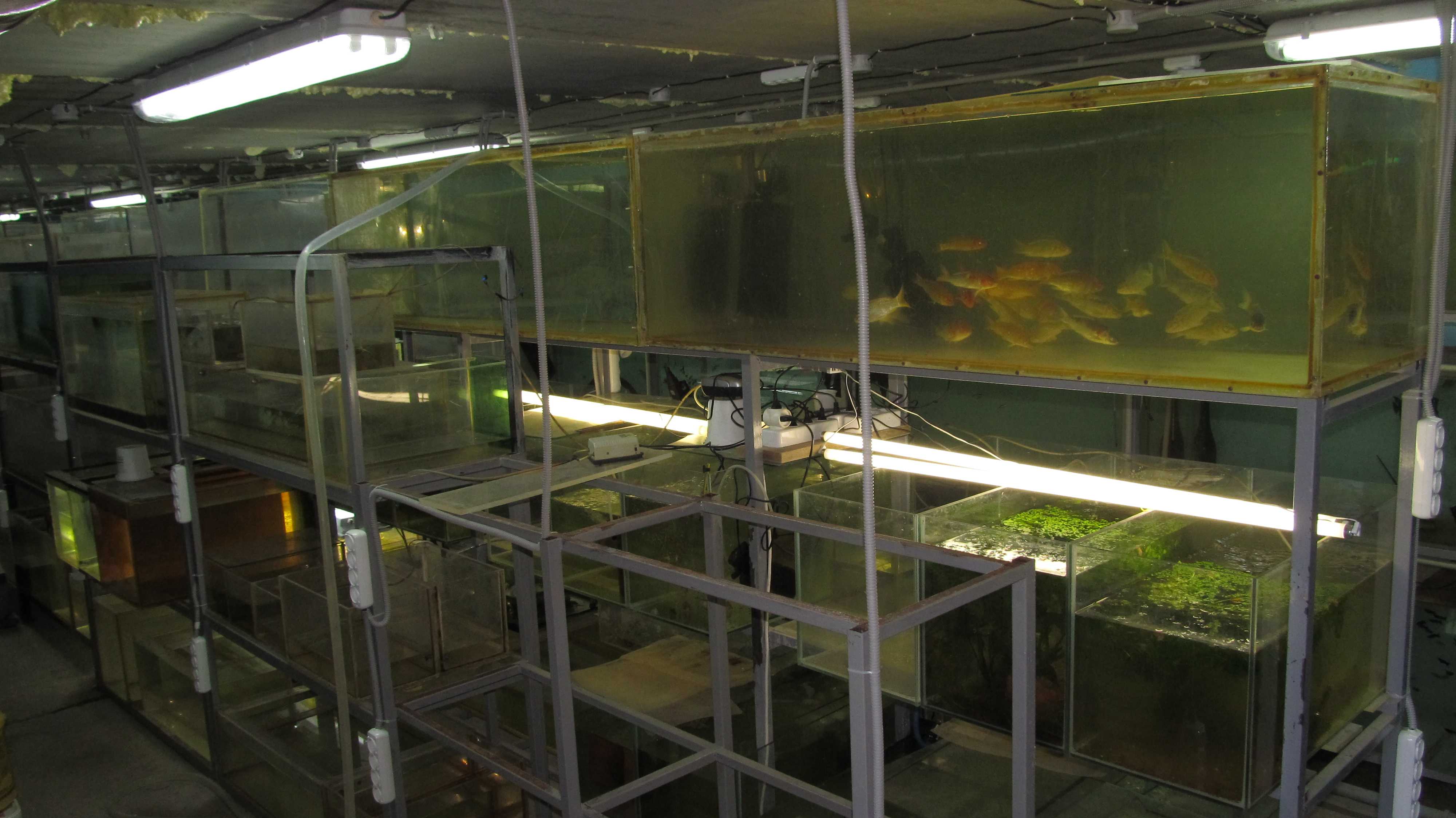 Оборудование для исследования взаимоотношения аквариумных рыбок