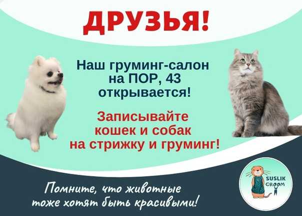 Бизнес план для зоосалона