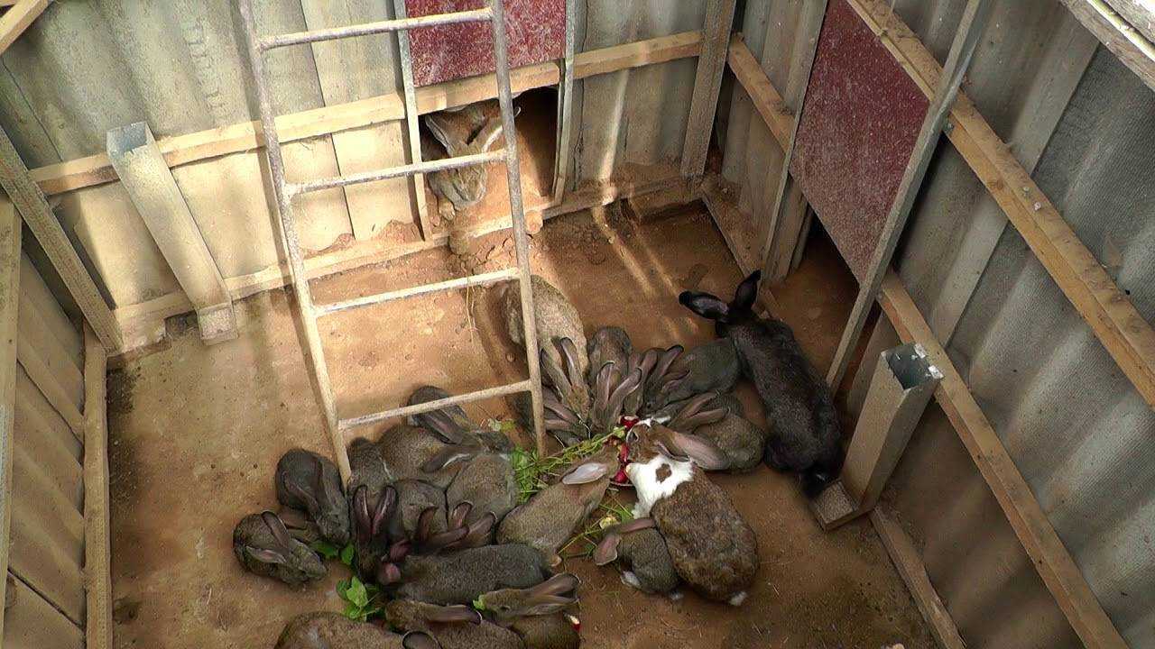Разведение кроликов в ямах