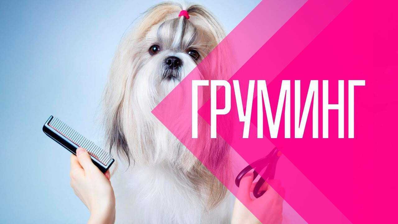 Картинки груминг прикольные