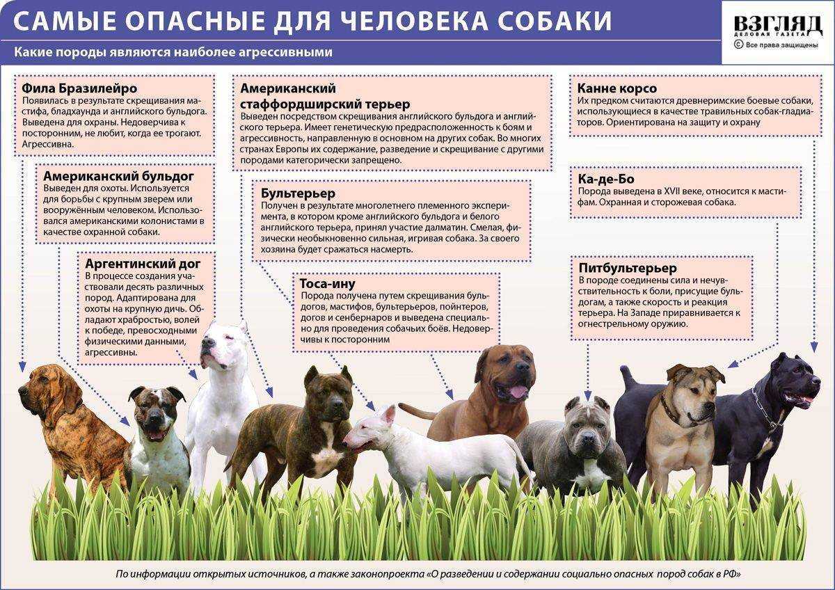 Разведение породистых собак