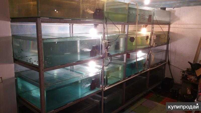 Разведение аквариумных рыбок на продажу