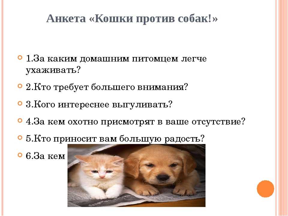 Как открыть питомник кошек