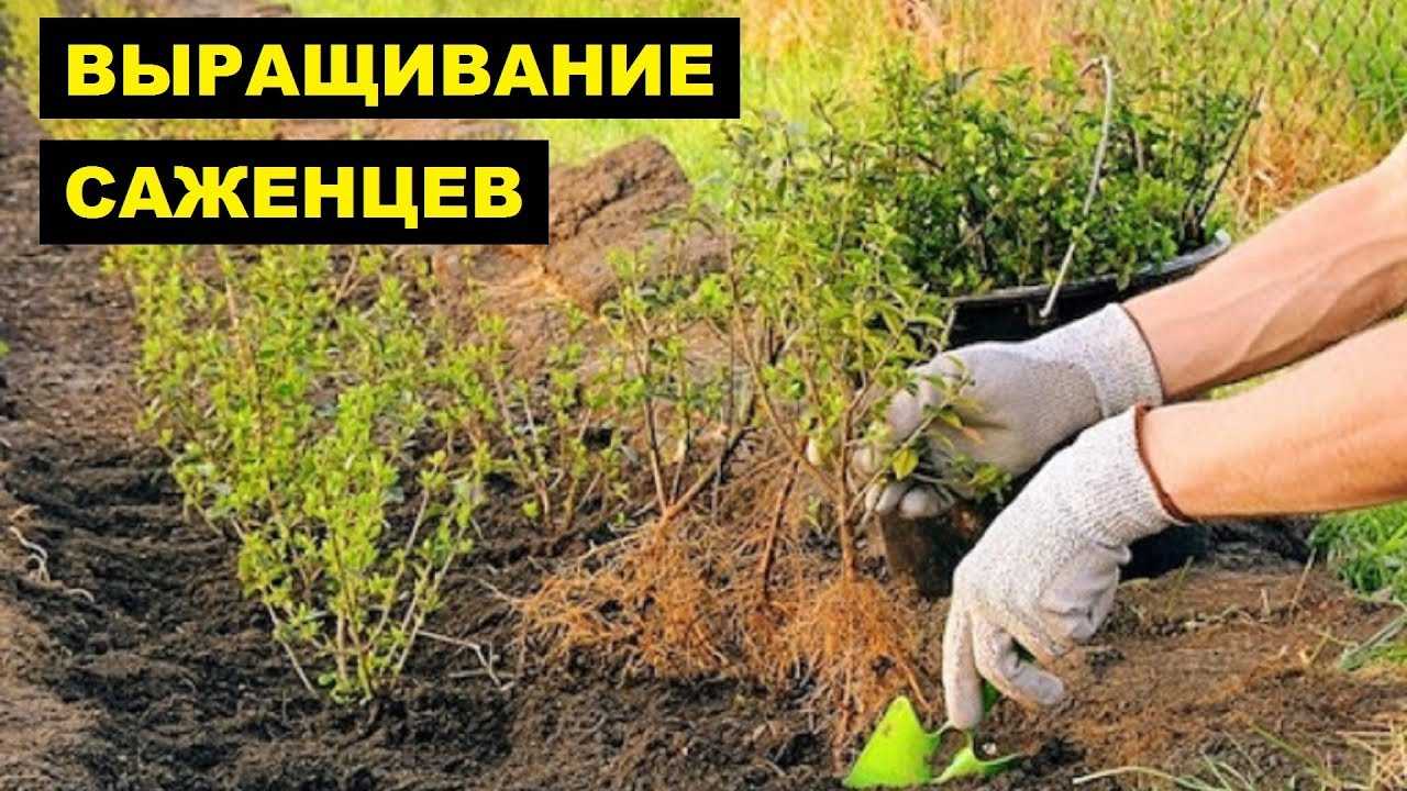 Выращивание хвойных саженцев как бизнес в 2023 году – biznesideas.ru