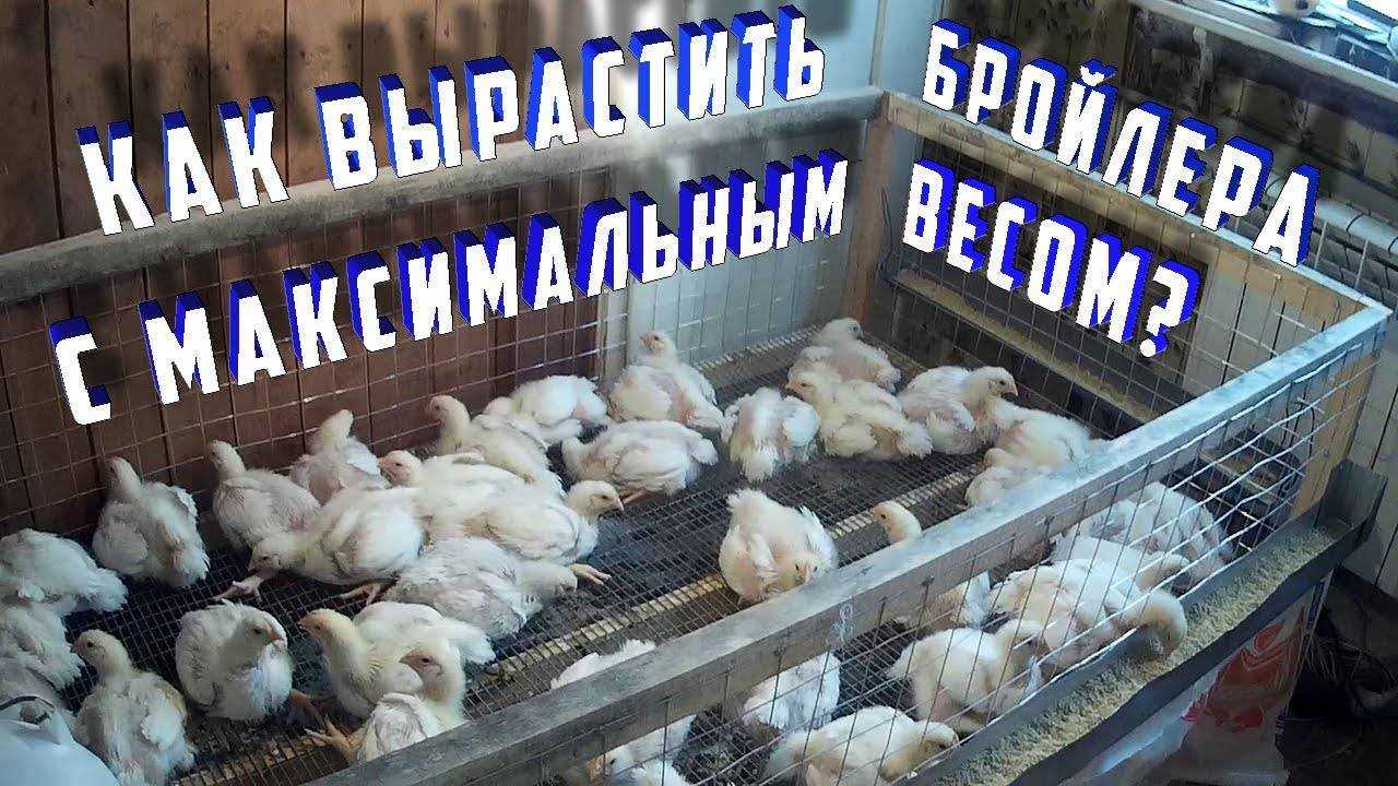 Разведение бройлеров на мясо бизнес план