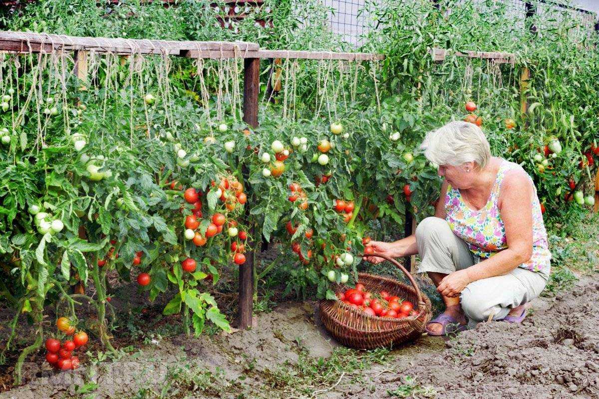 Грядки для томатов в открытом грунте фото