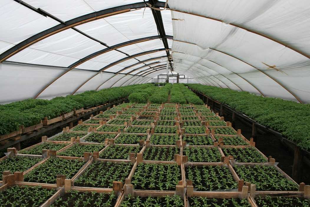 Бизнес-план выращивание огурцов в теплице: затраты, рентабельность, фото, видео