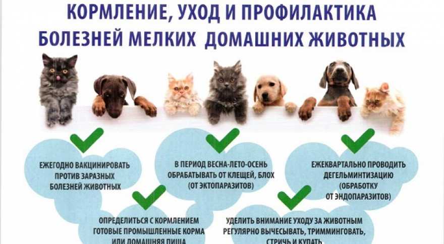Разведение собак как бизнес: необходимое оборудование и документы. как открыть собачий питомник? :: businessman.ru