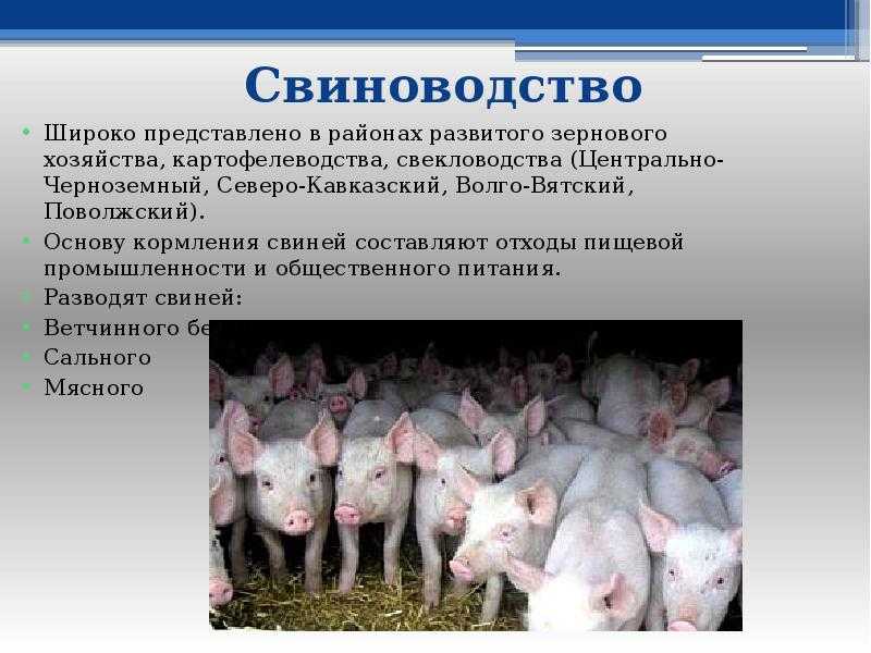 Размножение свиней презентация