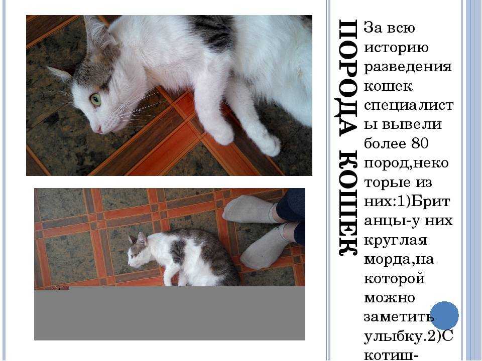 ✅ как открыть питомник кошек в россии - правомосквы.рф