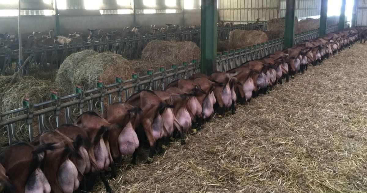 Купить Ферму В Орловской Области