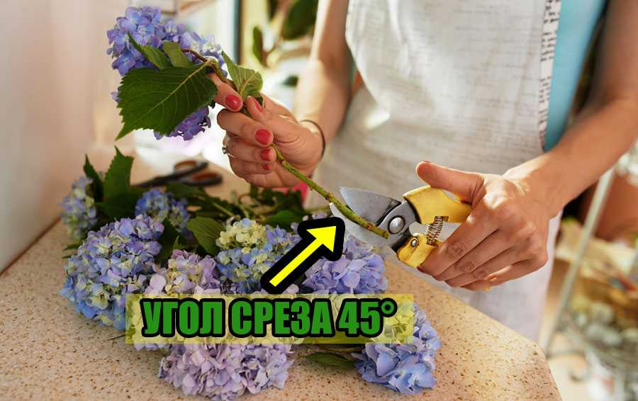 Как дольше сохранить букет тюльпанов в домашних условиях