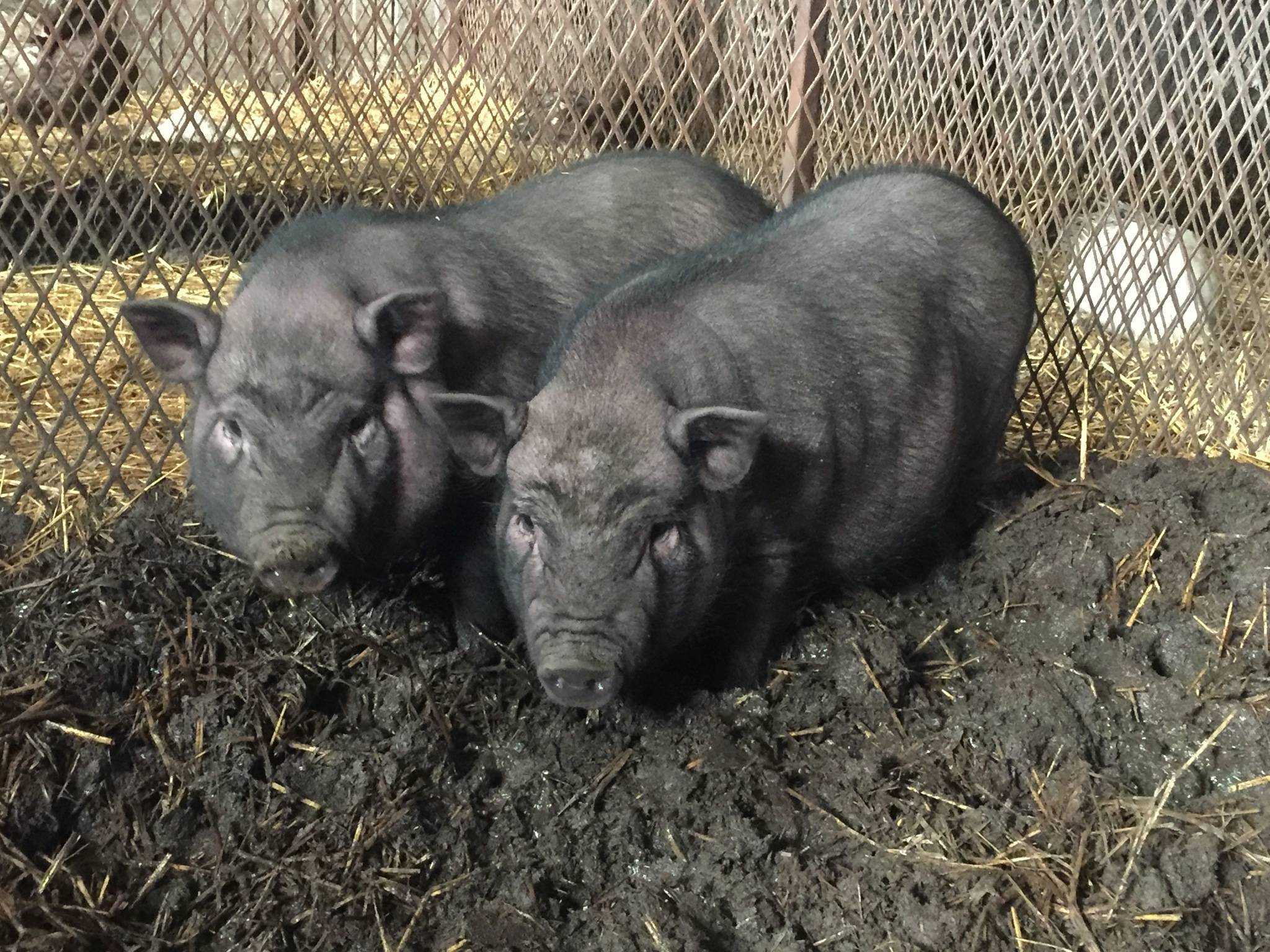 Свиноводство, как бизнес: разведение свиней, выращивание в домашних условиях