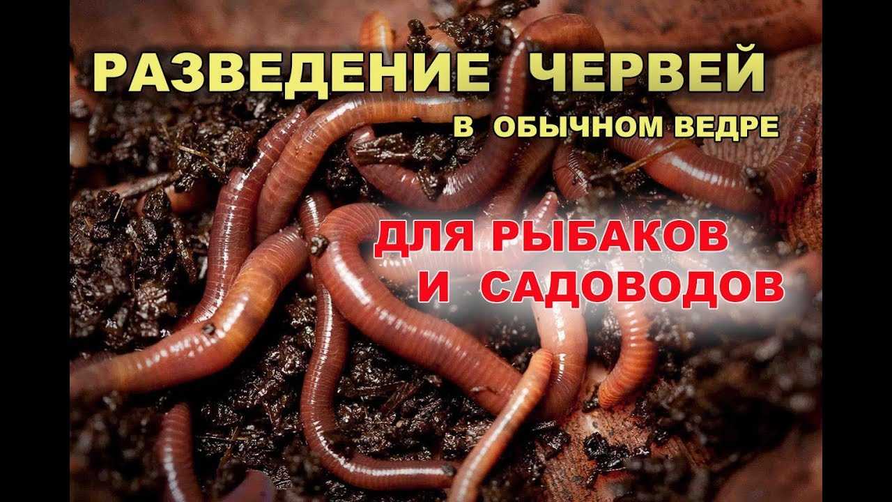 Бизнес план разведения червей