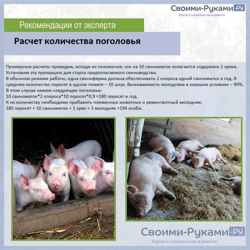 Бизнес план разведение свиней с расчетами