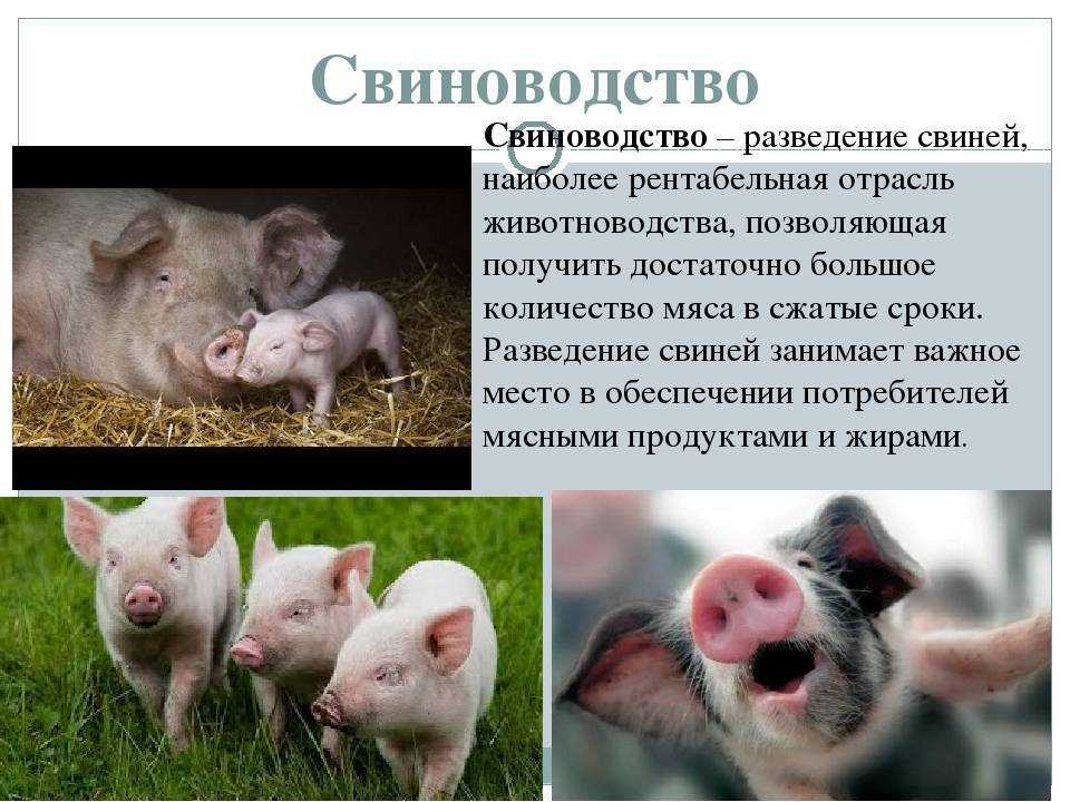 Свинья информация. Свиноводство. Поросята на доращивании. Сельское хозяйство свиньи. Особенности свиноводства.