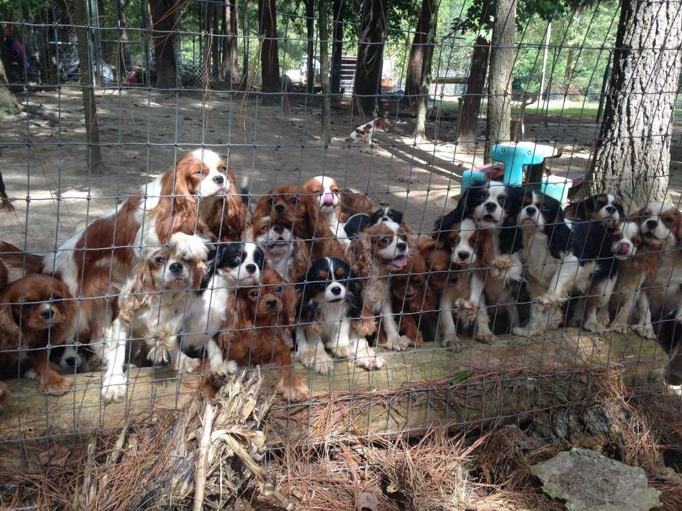 Разведение собак на продажу бизнес план