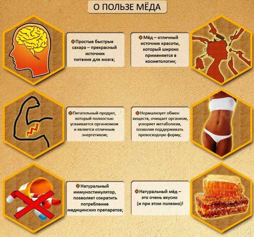 Проект «мёд, медок — для здоровья он дружок» | методические разработки  | воспитатель детского сада / всероссийский журнал