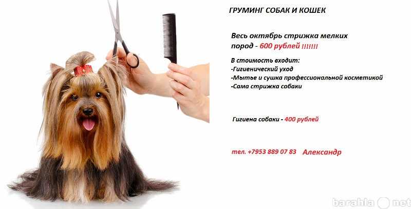 ᐉ груминг собак – как сэкономить и заработать на уходе за домашними питомцами - ➡ motildazoo.ru