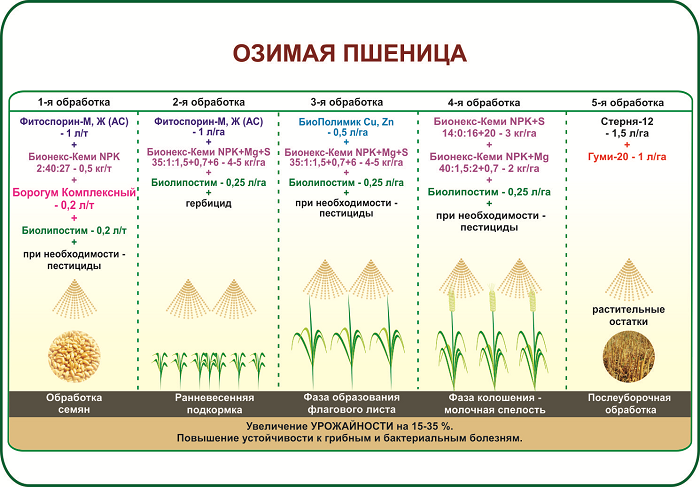 Выращивание пшеницы как бизнес в россии