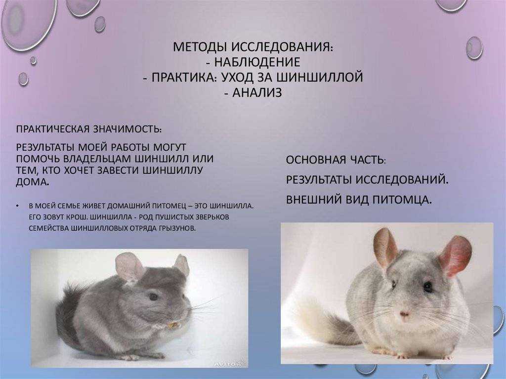 Бизнес-план по разведению шиншилл - «жажда» - бизнес-журнал