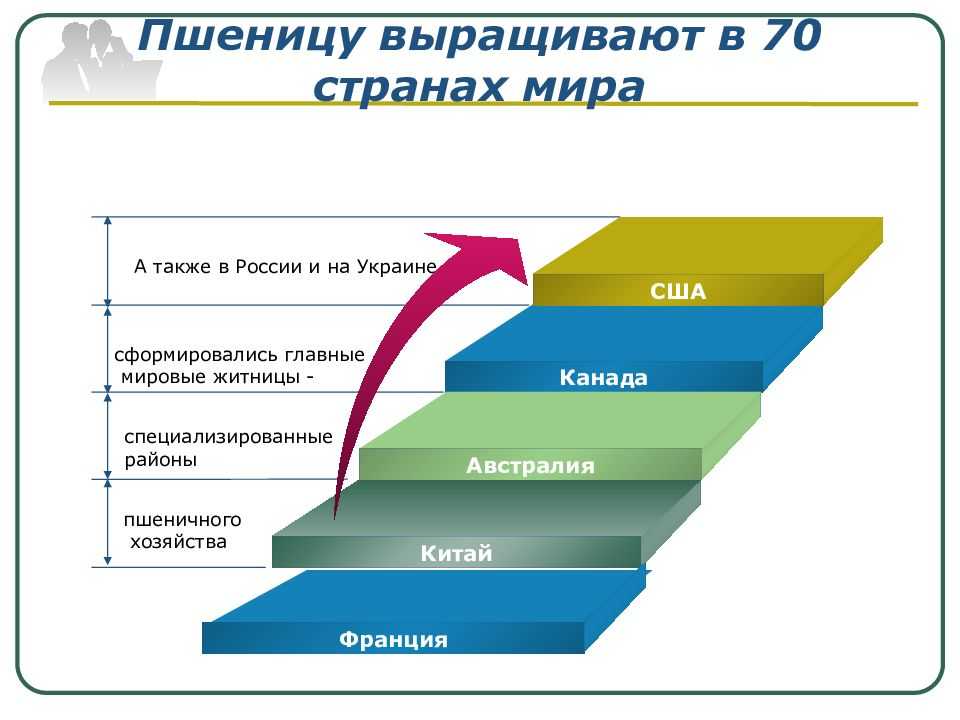 Бизнес план по выращиванию пшеницы