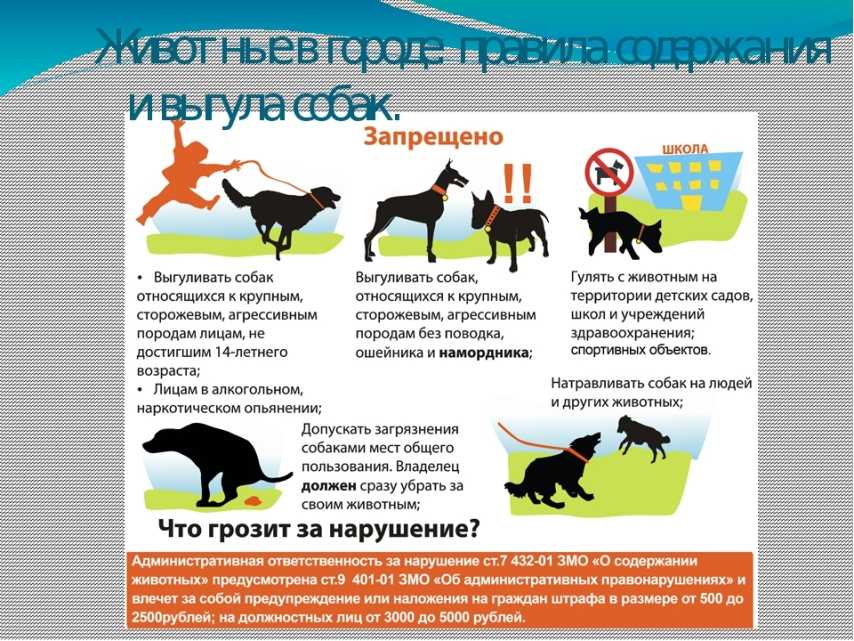 Разведение породистых собак